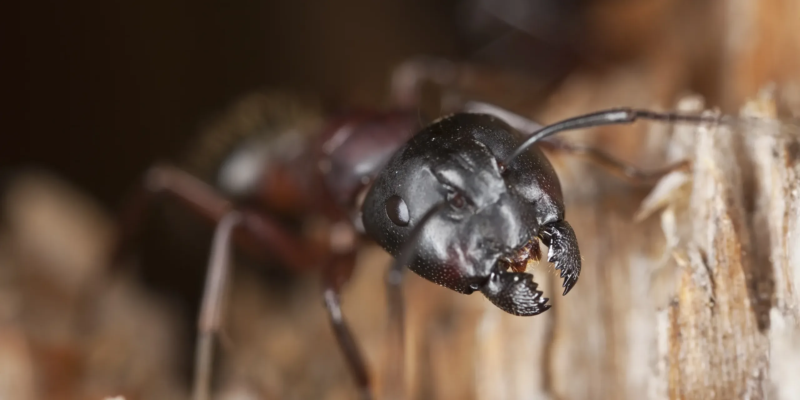 Carpenter ant guarding its nest. close up of a carpenter ant