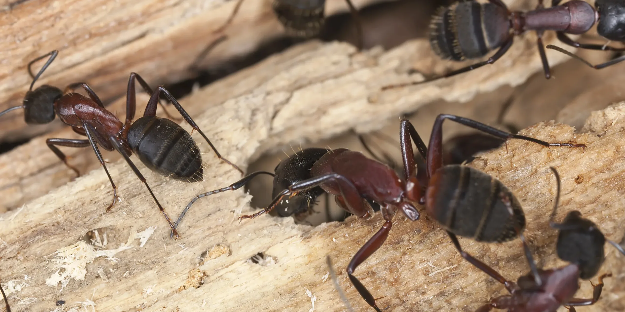 Carpenter ants, Camponotus herculeanus Carpenter Ants