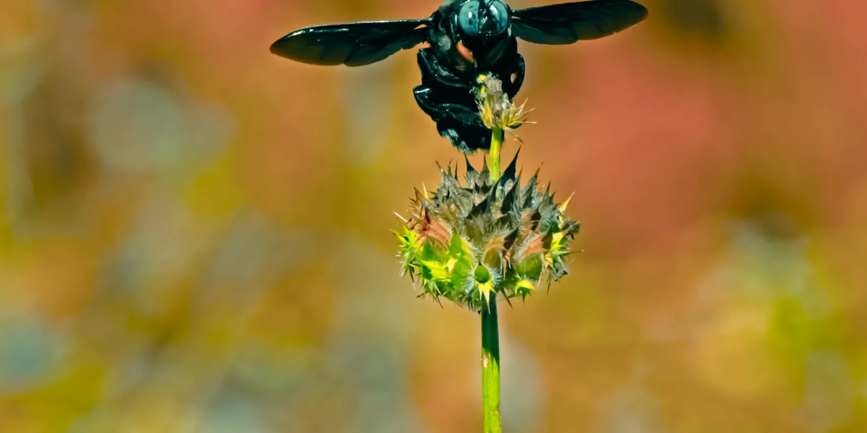 big black bee – Xylocopa californica carpenter bee