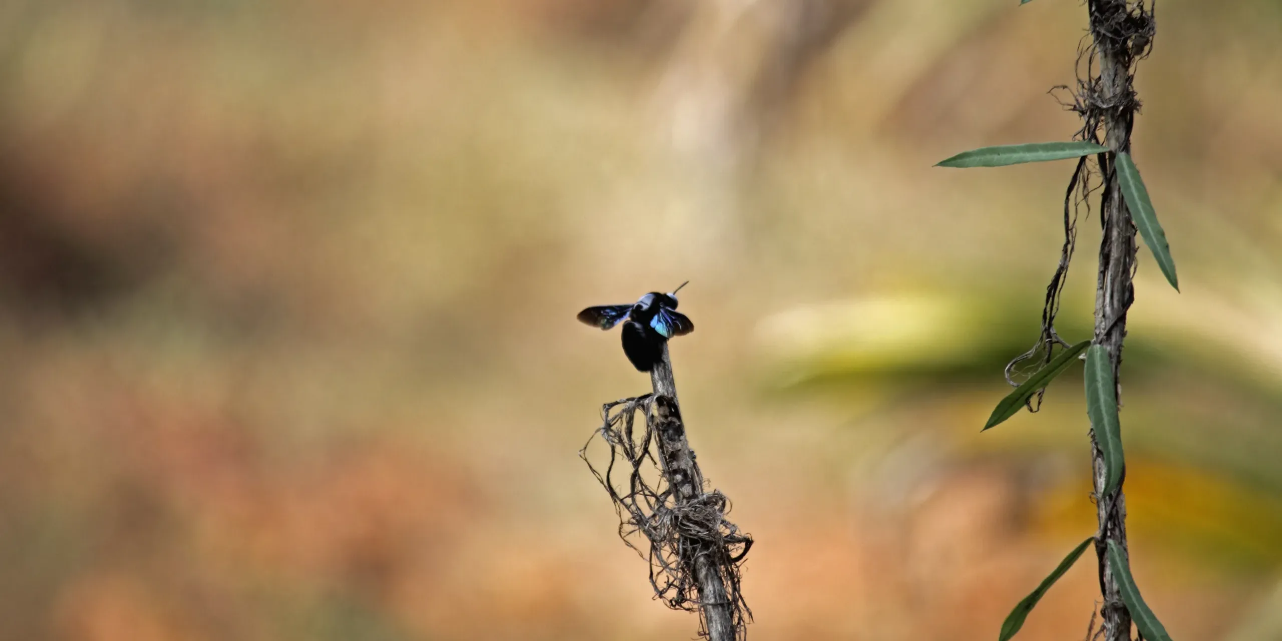 big black bee – Xylocopa californica Carpenter Bee