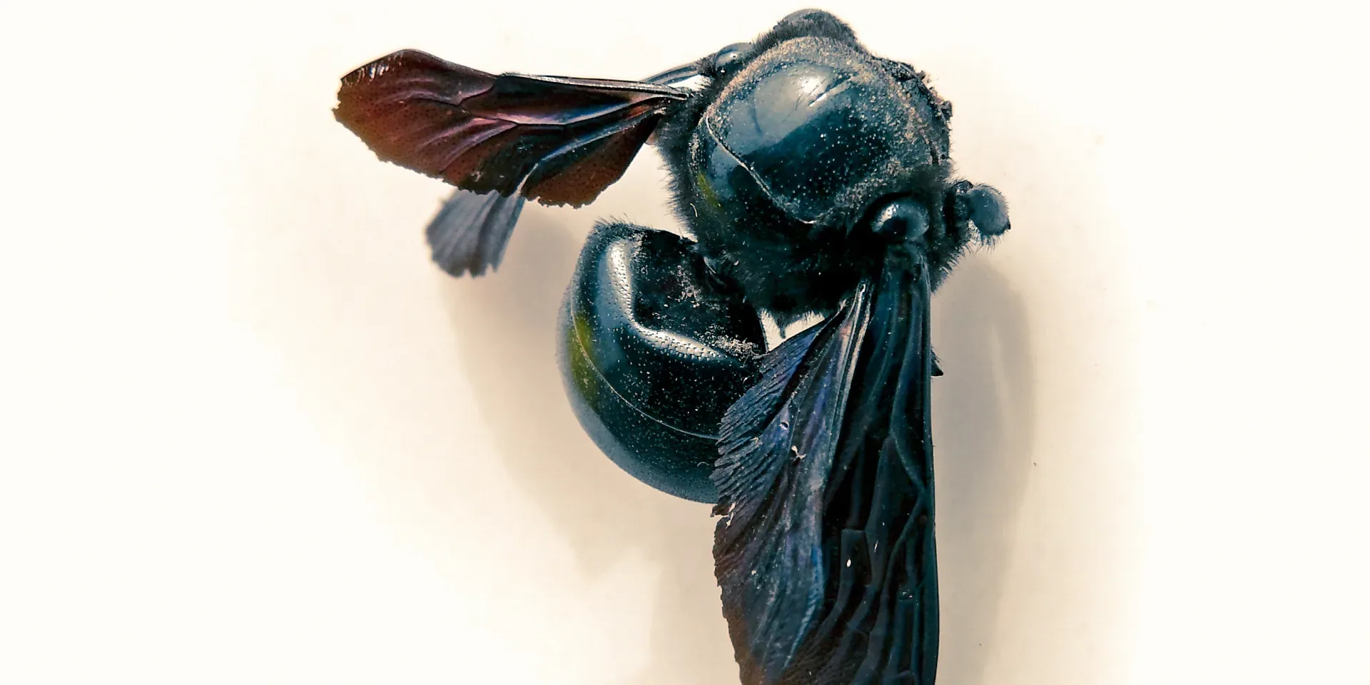 Dead Carpenter Bee, Xylocopa californica arizonica Carpenter bee