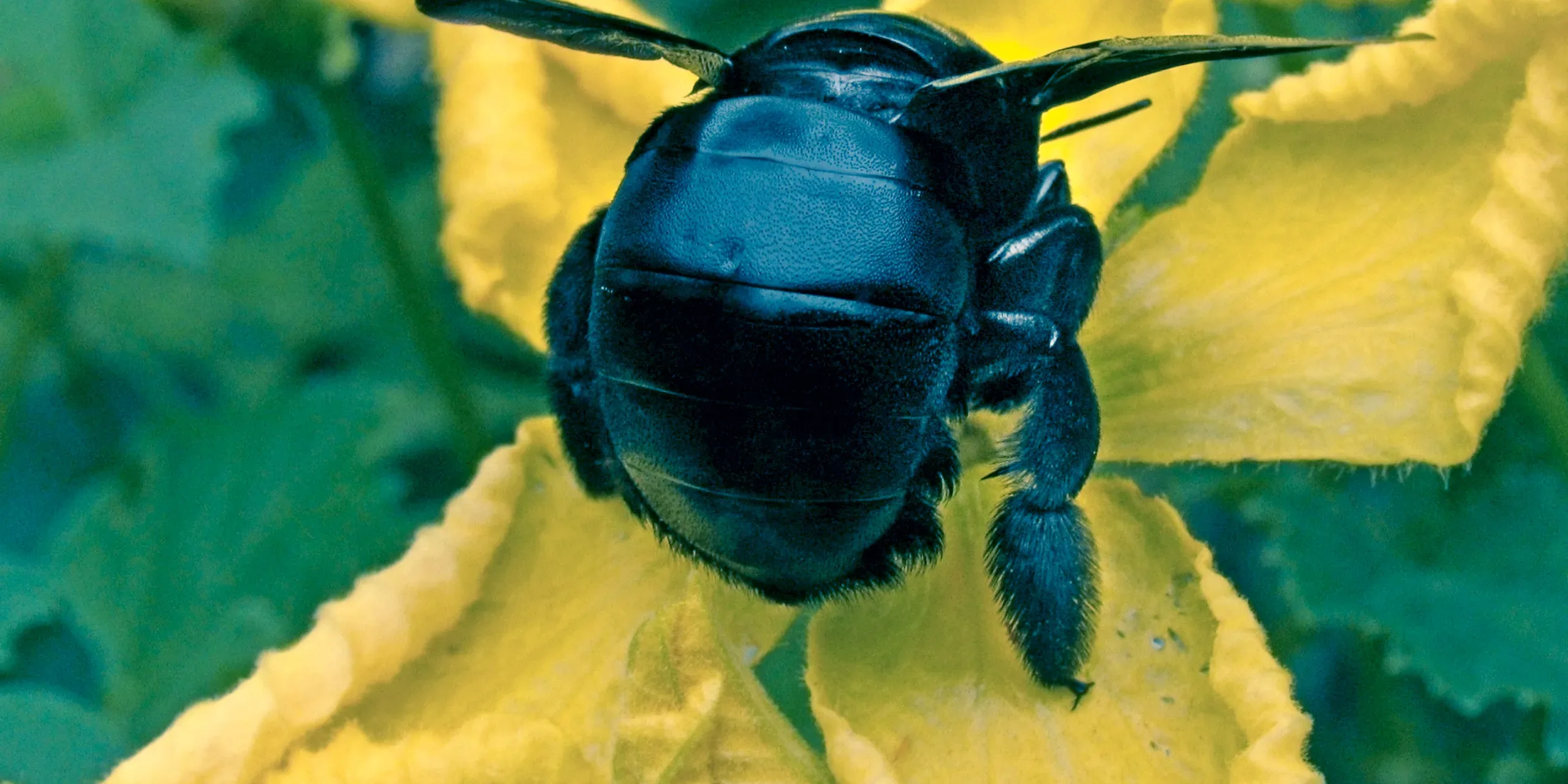big black bee – Xylocopa californica Xylocopa californica